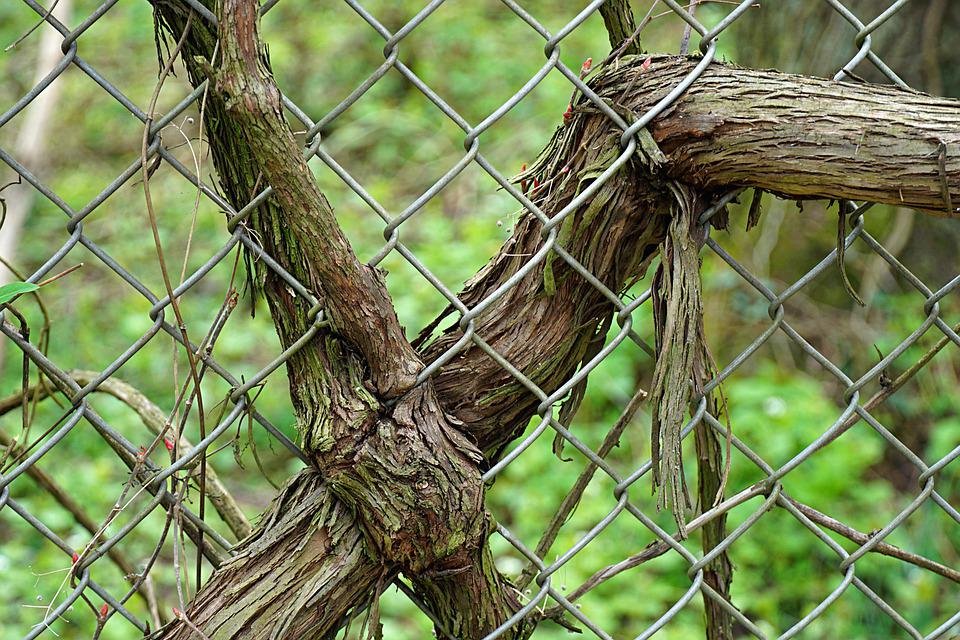 Tree roots damaging fence post